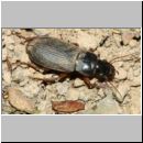 Harpalus rufipes - Laufkaefer w02b 15mm.jpg